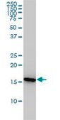 Monoclonal Anti-PPIA antibody produced in mouse clone 1F4-1B5, purified immunoglobulin, buffered aqueous solution