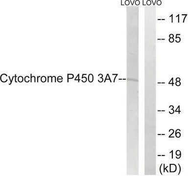 Anti-CYTOCHROME P450 3A7 antibody produced in rabbit affinity isolated antibody