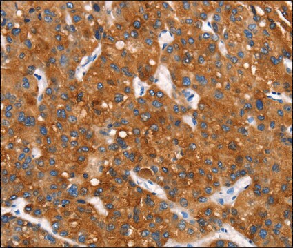 Anti-MT-CYB antibody produced in rabbit affinity isolated antibody
