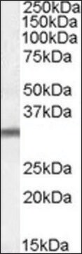 Anti-PSMG1 (C-terminal) antibody produced in goat affinity isolated antibody, buffered aqueous solution