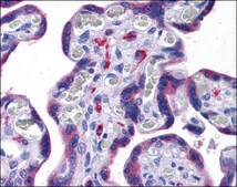 Anti-NLRC3 antibody produced in rabbit affinity isolated antibody
