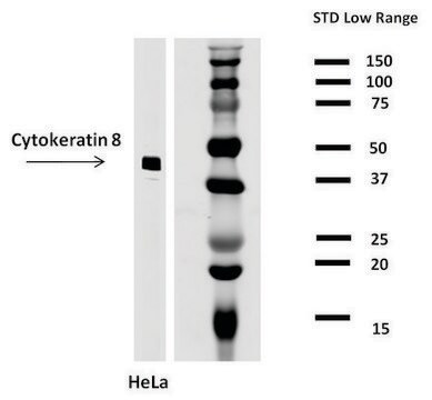 Monoclonal Anti-Cytokeratin 8 antibody produced in mouse clone C-43