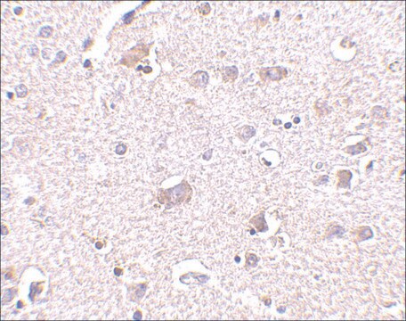 Anti-CDNF (ab1) antibody produced in rabbit affinity isolated antibody, buffered aqueous solution