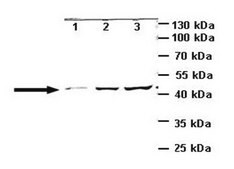 Anti-GRIK2 (AB2) antibody produced in rabbit IgG fraction of antiserum