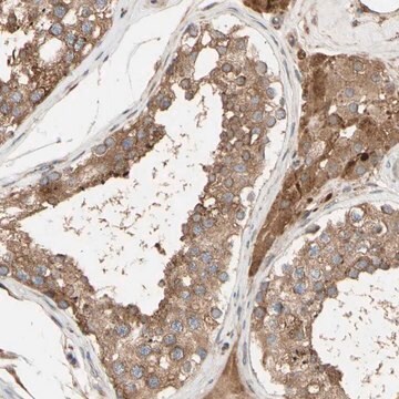 Anti-NECTIN3 antibody produced in rabbit Prestige Antibodies&#174; Powered by Atlas Antibodies, affinity isolated antibody, buffered aqueous glycerol solution