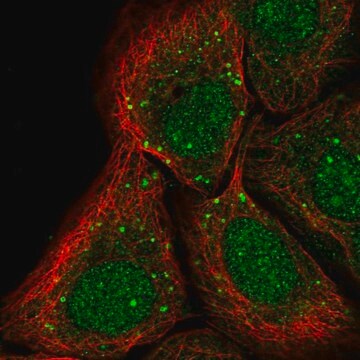 Anti-PTPRA antibody produced in rabbit Prestige Antibodies&#174; Powered by Atlas Antibodies, affinity isolated antibody