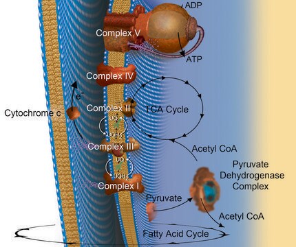 Acetyl coenzyme&#160;A lithium salt &#8805;93% (HPLC)