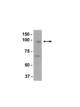 Anti-EZH2 Antibody Upstate&#174;, from rabbit