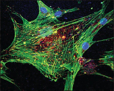 Phalloidin, Fluorescein Isothiocyanate Labeled sequence Amanita phalloides(synthetic: peptide sequence)