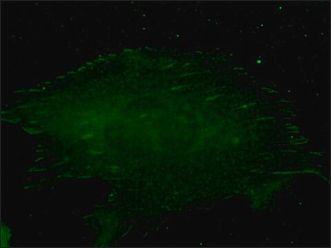 Anti-Talin antibody, Mouse monoclonal clone 8D4, purified from&nbsp;hybridoma&nbsp;cell culture