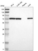 Anti-Pdpk1 Antibody Produced In Rabbit Prestige Antibodies&#174; Powered by Atlas Antibodies, affinity isolated antibody, buffered aqueous glycerol solution