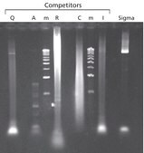 JumpStart&#8482; Taq DNA Polymerase with MgCl2