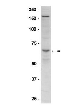 Anti-phospho-AMPK&#945; (Thr172) Antibody Upstate&#174;, from rabbit