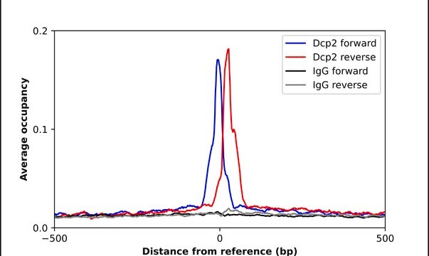 Anti-DCP2 antibody produced in rabbit Prestige Antibodies&#174; Powered by Atlas Antibodies, affinity isolated antibody