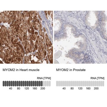 Anti-MYOM2 antibody produced in rabbit Ab1, Prestige Antibodies&#174; Powered by Atlas Antibodies, affinity isolated antibody, buffered aqueous glycerol solution