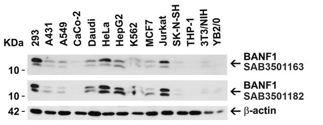 Anti-BANF1 antibody produced in rabbit affinity isolated antibody