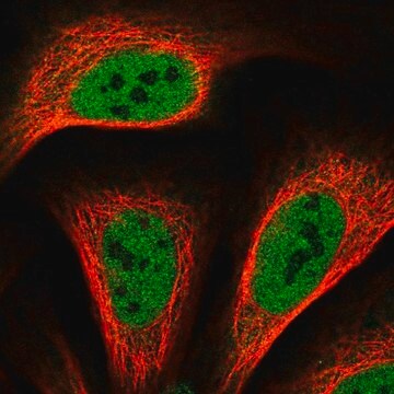 Anti-TRERF1 antibody produced in rabbit Prestige Antibodies&#174; Powered by Atlas Antibodies, affinity isolated antibody