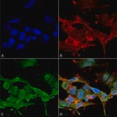 Monoclonal Anti-Glun1-Nr1 - Percp antibody produced in mouse clone S308-48, purified immunoglobulin