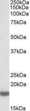 Anti-PTN antibody produced in goat affinity isolated antibody, buffered aqueous solution