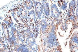 Anti-FABPI antibody produced in rabbit