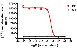 ChemiSCREEN Membrane Preparation Recombinant Human sst1 Somatostatin Receptor Human sst1 GPCR membrane preparation for Radioligand binding Assays &amp; GTP&#947;S binding.