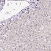 Anti-POLA2 antibody produced in rabbit Prestige Antibodies&#174; Powered by Atlas Antibodies, affinity isolated antibody, buffered aqueous glycerol solution