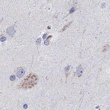 Anti-LRRC4C antibody produced in rabbit Prestige Antibodies&#174; Powered by Atlas Antibodies, affinity isolated antibody, buffered aqueous glycerol solution