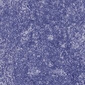 Anti-PDYN antibody produced in rabbit Prestige Antibodies&#174; Powered by Atlas Antibodies, affinity isolated antibody, buffered aqueous glycerol solution