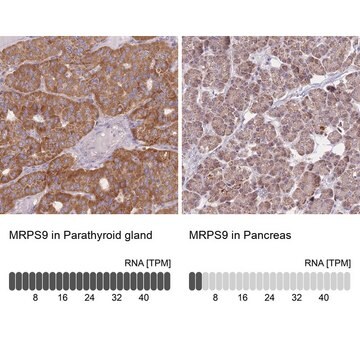 Anti-MRPS9 antibody produced in rabbit Prestige Antibodies&#174; Powered by Atlas Antibodies, affinity isolated antibody, buffered aqueous glycerol solution