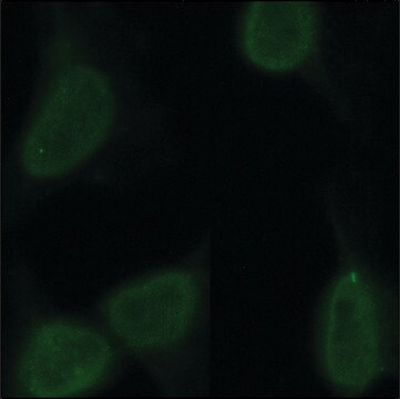 Monoclonal Anti-CHD1 antibody produced in rat clone 2F11H5, purified from hybridoma cell culture