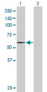 Anti-TAF6 antibody produced in rabbit purified immunoglobulin, buffered aqueous solution