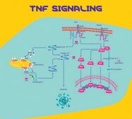 Tumor Necrosis Factor-&#945; from rat TNF-&#945;, recombinant, expressed in E. coli, powder, suitable for cell culture