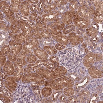 Anti-IGF2BP2 antibody produced in rabbit Prestige Antibodies&#174; Powered by Atlas Antibodies, affinity isolated antibody, buffered aqueous glycerol solution