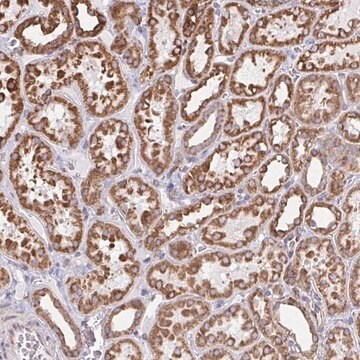 Anti-ELAVL1 antibody produced in rabbit Prestige Antibodies&#174; Powered by Atlas Antibodies, affinity isolated antibody, buffered aqueous glycerol solution