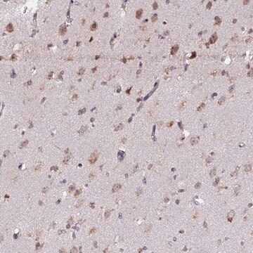 Anti-APOLD1 antibody produced in rabbit Prestige Antibodies&#174; Powered by Atlas Antibodies, affinity isolated antibody, buffered aqueous glycerol solution