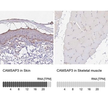 Anti-CAMSAP3 antibody produced in rabbit Prestige Antibodies&#174; Powered by Atlas Antibodies, affinity isolated antibody, buffered aqueous glycerol solution