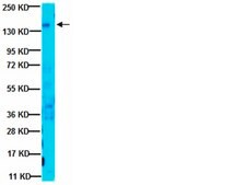 Anti-erbB4 Antibody, clone HFR1/2G4 clone HFR1/2G4, from mouse
