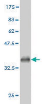 ANTI-TEK antibody produced in mouse clone 2G2, purified immunoglobulin, buffered aqueous solution