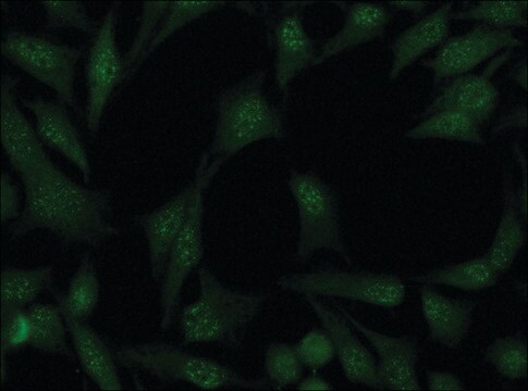 Anti-Cullin-4A antibody produced in rabbit ~1.5&#160;mg/mL, affinity isolated antibody, buffered aqueous solution