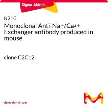 Monoclonal Anti-Na+/Ca2+ Exchanger antibody produced in mouse clone C2C12