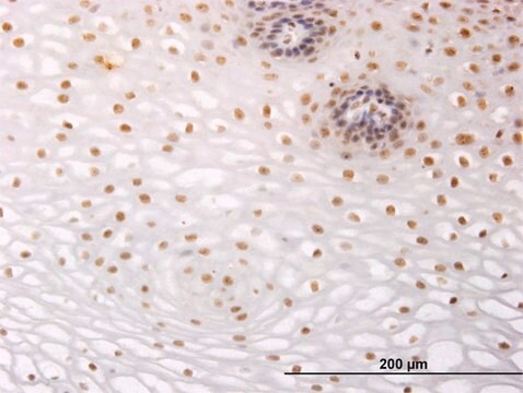 Monoclonal Anti-NR2C2 antibody produced in mouse clone 2A5, purified immunoglobulin, buffered aqueous solution