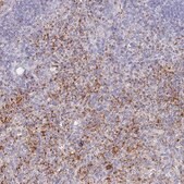 Anti-PTGDR antibody produced in rabbit Prestige Antibodies&#174; Powered by Atlas Antibodies, affinity isolated antibody, buffered aqueous glycerol solution