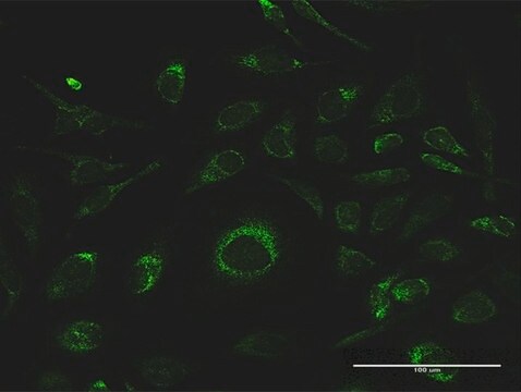 Anti-GSTK1 antibody produced in rabbit purified immunoglobulin, buffered aqueous solution