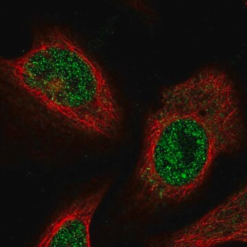 Anti-FEM1C antibody produced in rabbit Prestige Antibodies&#174; Powered by Atlas Antibodies, affinity isolated antibody