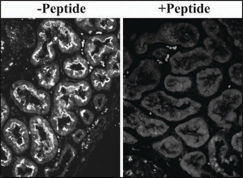 Anti-SLC26A6 antibody produced in goat affinity isolated antibody, buffered aqueous solution