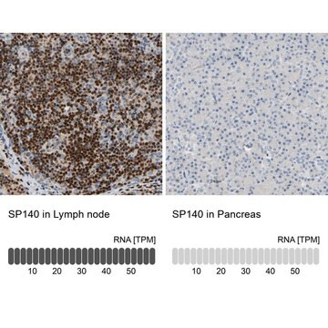 Anti-SP140 antibody produced in rabbit Prestige Antibodies&#174; Powered by Atlas Antibodies, affinity isolated antibody, buffered aqueous glycerol solution