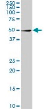 ANTI-CDK8 antibody produced in mouse clone 5H4, purified immunoglobulin, buffered aqueous solution