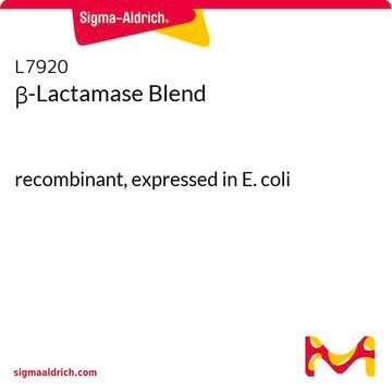 &#946;-Lactamase Blend recombinant, expressed in E. coli