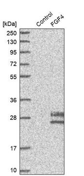 Anti-FGF4 antibody produced in rabbit Prestige Antibodies&#174; Powered by Atlas Antibodies, affinity isolated antibody, buffered aqueous glycerol solution