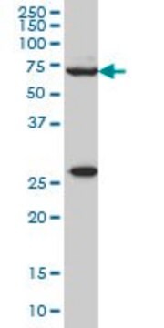 Monoclonal Anti-WASF2 antibody produced in mouse clone 8E7, purified immunoglobulin, buffered aqueous solution